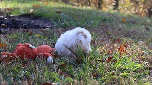 Shichon puppy for sale