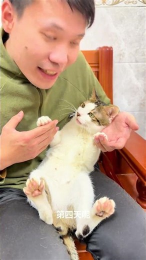 Huahua's Everyday Adventures: A Chinese Pug's Life Unleashed