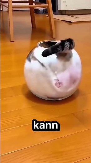 Das ist die niedlichste Katze der Welt 🐱 💜