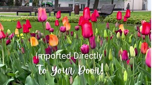 Garden State Bulb Ranunculus Mixed Flower Bulbs, 7/8cm, Fall Planting (Bag of 50)