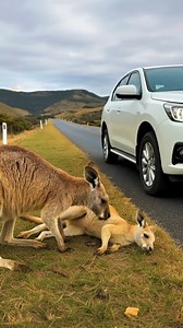 Imagine driving down a quiet road and seeing this... 💔 This brave woman spotted two kangaroos in distress—one injured and unable to move, while the other stayed by its side, refusing to leave. It's moments like these that remind us of the deep bonds animals share. Without hesitation, she stepped in to help, rushing the injured joey to the nearest animal hospital. 🏥 The road to recovery was tough, but look at them now! Sharing a bowl of greens at home, healthy and safe. Every life matters. Let'