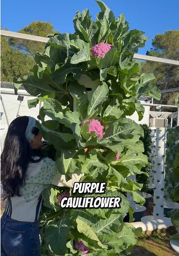 Maximize Agricultural Efficiency with Vertical Farming