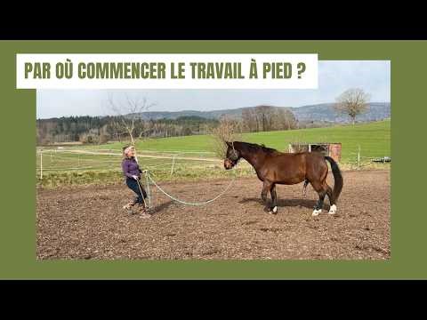 Basic groundwork exercises with your horse to build trust and connection