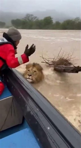 Rescue Boat Saves Lion Cub From Flood
