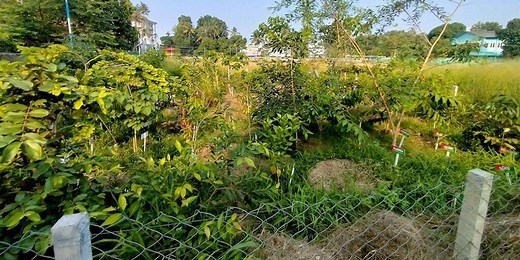 Japanese microforests invented in the 1970s are transforming cities around the world
