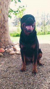 32K views · 1.1K reactions | Cover your wholehearted pets, with pet insurance that cares 喙. Get cover for: 李 Accidents 李 Illnesses 李 Third-party liability 李 Wellness Benefits Join SA’s caring pet parent community & get 50% off for your first 2 months. T's & C's apply. #WholeheartedPetInsurance | dotsure.co.za Pet Insurance | Facebook