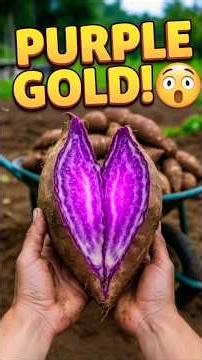 I Found 50lbs of AMAZING Purple YAM!