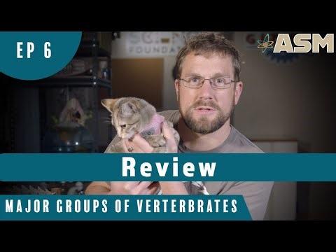 Major Groups of Vertebrates (106) Review