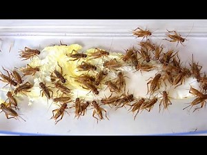 Hungry cricket meal!