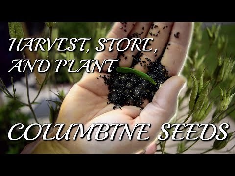 How to Collect, Store, and Plant Columbine (Aquilegia) Seeds