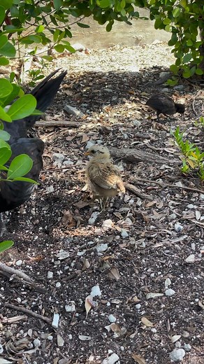Baby chicks are the cutest! 🐥🐣🐤🐓 #keywestchickens #chickens #babychickens #babychick #babychic #keywestlife #keywestfl #keywestvacation | Key West Virtual Tours