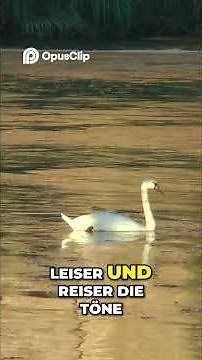 Der Schwan singt bis zum Sonnenuntergang – Ein letzter Liebestod