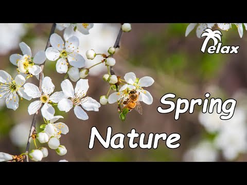Singing of the Spring Birds and the First Flowers on the Trees