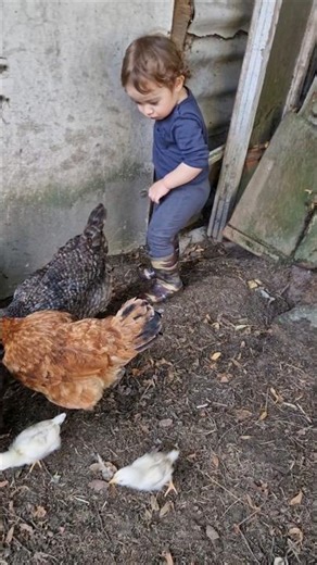 Ryan chassing chickens, try to send them to sleep👨‍👦. #fun #farm ##adventure #shorts