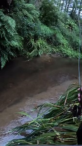 Monster #browntrout . @shane.montgomery.creek_trout . Subscribe to our newsletter (link in bio) | Trout Goods