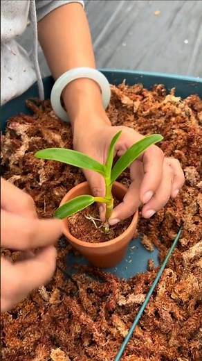 Let's learn growing dendrobium orchid plant best tutorial techniques #plants🍀🌿🌸🍀🌿🌱🌹🌼🌻