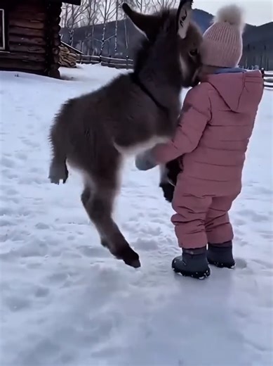 Adorable Baby Lamb Moments That Will Make You Smile