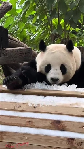Exploring the Adorable World of Cute Pandas