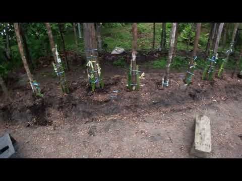 Dragon's Run Pitaya Intercropping project update!