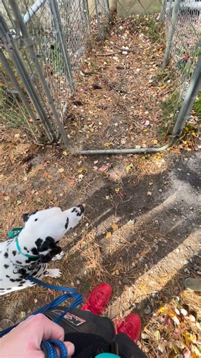behavior modification maverick working on perimeter training ! | HANLON'S K9 LLC