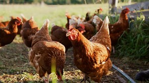 Join The Organic Meat Club at Sunshine Coast Organic Meats! 🌿 Experience the best in organic and free-range meats while enjoying exclusive perks: 🍖 Free Delivery on all orders over $50 to the majority of the Sunshine Coast and Hinterland (courier charges apply to Brisbane, GC & Toowoomba). 🍗 Ongoing 5% discount on all our staple list items with no lock-in contracts. 🥩 Enjoy certified organic & free-range meat every week. At Sunshine Coast Organic Meats, we specialise in high-quality meats th