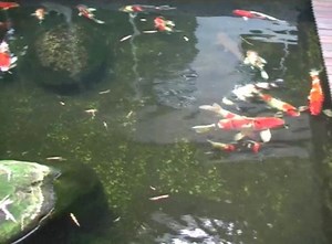 oxydator for koi pond