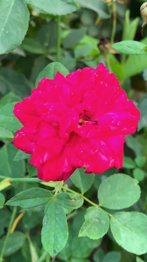 378K views · 4.4K reactions | Red Rose in Garden鹿#redrose #rosegarden | Maloti Vabi | Facebook