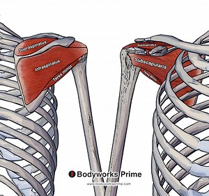 Rotator Cuff Muscles Anatomy - Bodyworks Prime