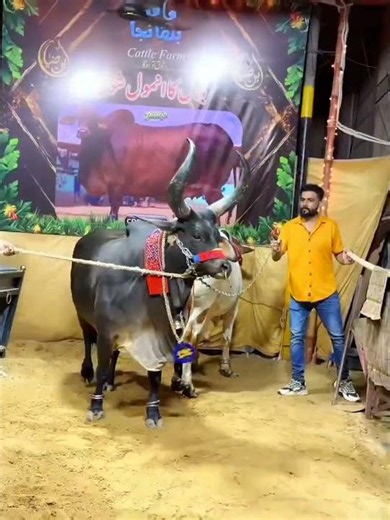 Mishkat Khan new vlog Mandi me dangerous bail 🐂