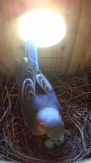 Inside The Nest Of a Eastern Bluebird #birds