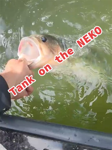 Tank on the Neko. Pink Zoom Trick Worm this one was. #fishing #bassfishing #nekorig #tennessee #outdoors