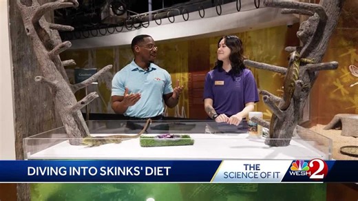 The Science of It: Skinks