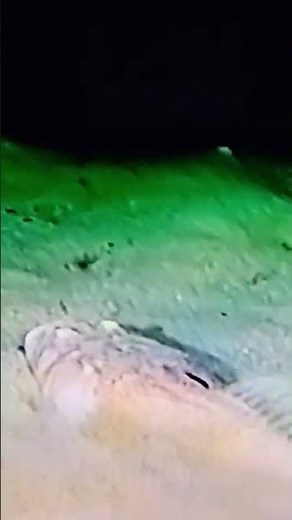 Fish Attacking on the Fishes #arapima #fish