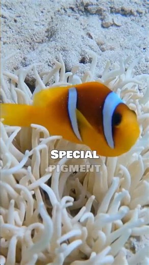 Cuttlefish Color Change🦑 #facts #interestingfacts #didyouknow #learning #mindblowingfacts #animals