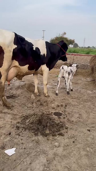 #cow #dairyfarm #dairy_farming #modern_dairy_farming #modern_agriculture #agricultural_machines #amazing_technology #advance_technology #modern_technolog