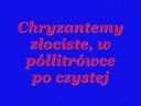 Kury - Chryzantemy złociste + tekst