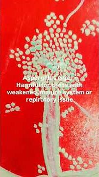 #Scientificillustration#Aspergillus niger #microbiology #global art#microbiologyart 2/4/2026