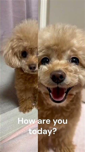 Do Dogs Actually Understand Us? (Talking To My Dog For A Day)