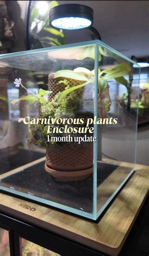 Creative Chia Seed Planter Ideas for Your Home