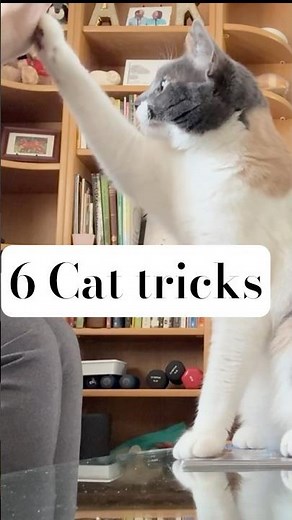 Sunday Shows You 6 Cat Tricks 🐾