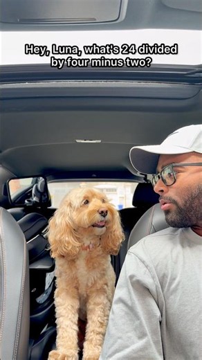 Mini Cockapoo Thinks Through Math Question 😳