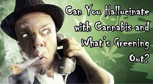 What is greening out, read this https://cannabis.net/blog/opinion/can-you-hallucinate-with-cannabis-and-whats-greening-out | Cannabis.Net