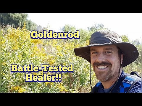 Goldenrod - Western Canada Goldenrod - Identification and Edible and Medicinal Uses