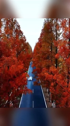 8K views · 125 reactions | In Changshan City, Zhejiang Province, the maple leaves blaze with brilliant reds and oranges, offering a mesmerizing display of the season's colors. #SeeChina For more: https://english.cctv.com/ | CCTV | Facebook