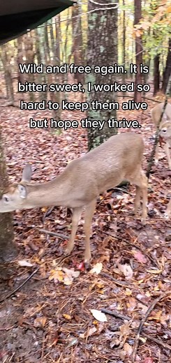 We still have many more fawn to release, our youngest group will be wintered over and another group are staying in our sanctuary. This has been our busiest fawn season ever. We will continue to feed the deer throughout the winter until they get use to being on their own. (Linknin Bio) for ways to help Magnolia Fawn Rescue. #fawn #deer #animals #fyp #foryou