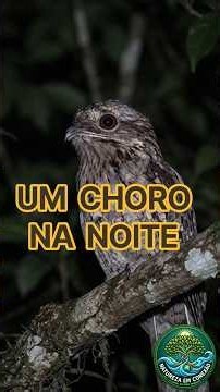 MOTHER-OF-THE-MOON: The Ghost-Bird That Cries Every Night #birds