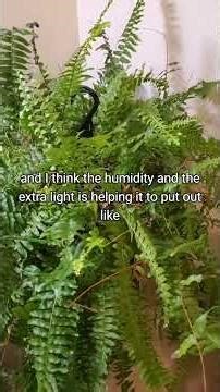 Update on the Boston Fern after a month