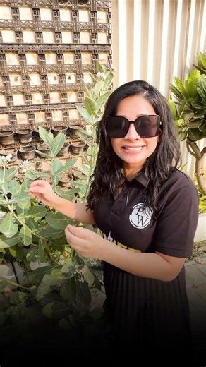 NCERT Biology Fact: Why is Calotropis Poisonous? 🌿 | NEET Preparation #shorts