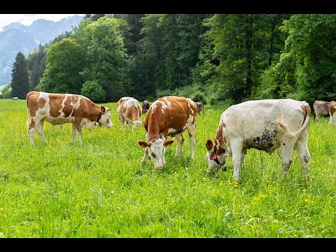 Dairy Farm in Bavaria - Germany // SravaniThilak World // Indian Family in Germany