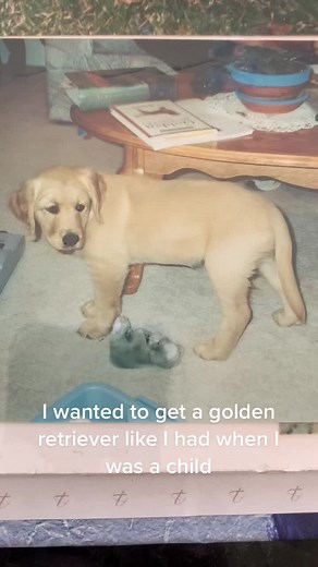 She’s a black golden retriever #fosterdog #goldenretriever #fyp